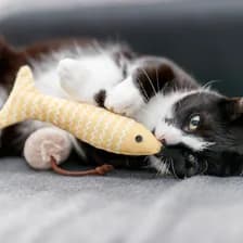 Jouets