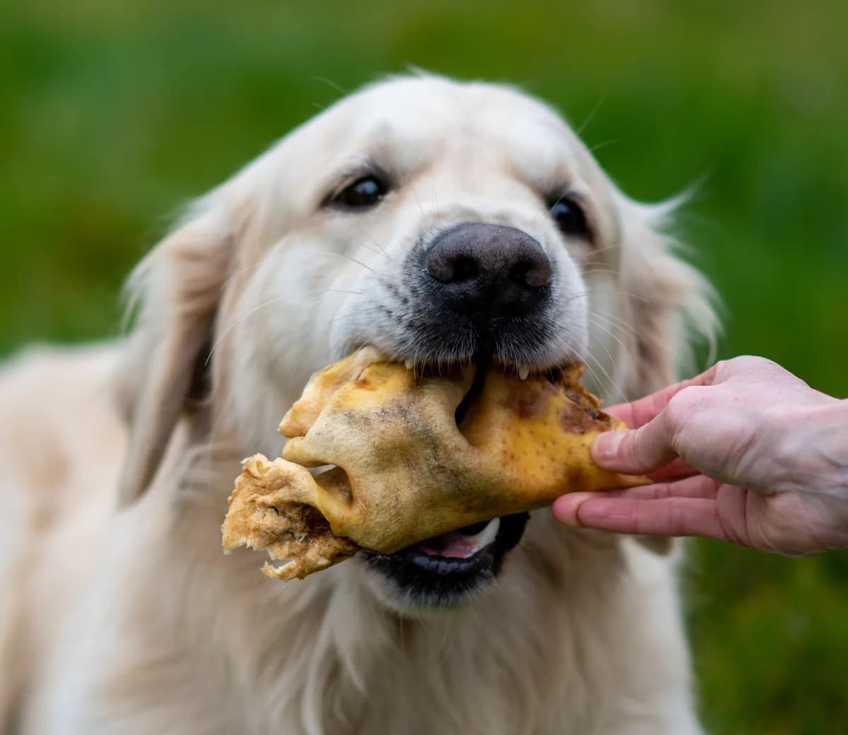 Chien savourant une mastication naturelle sélectionnée par Zooptimal
