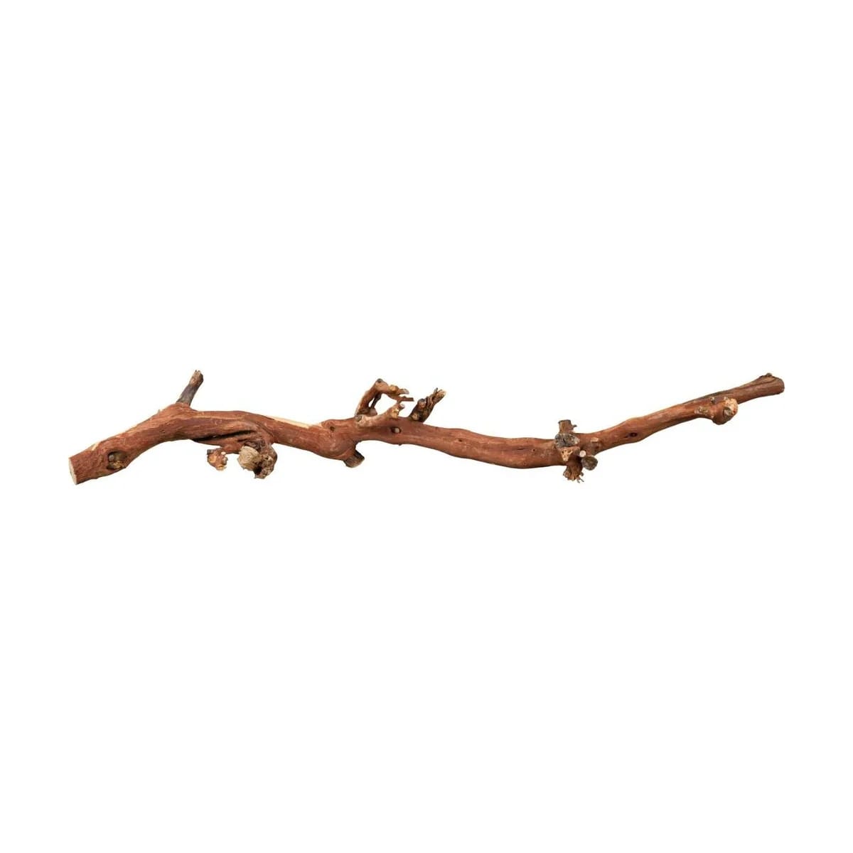 Pied de vigne, miniature 2