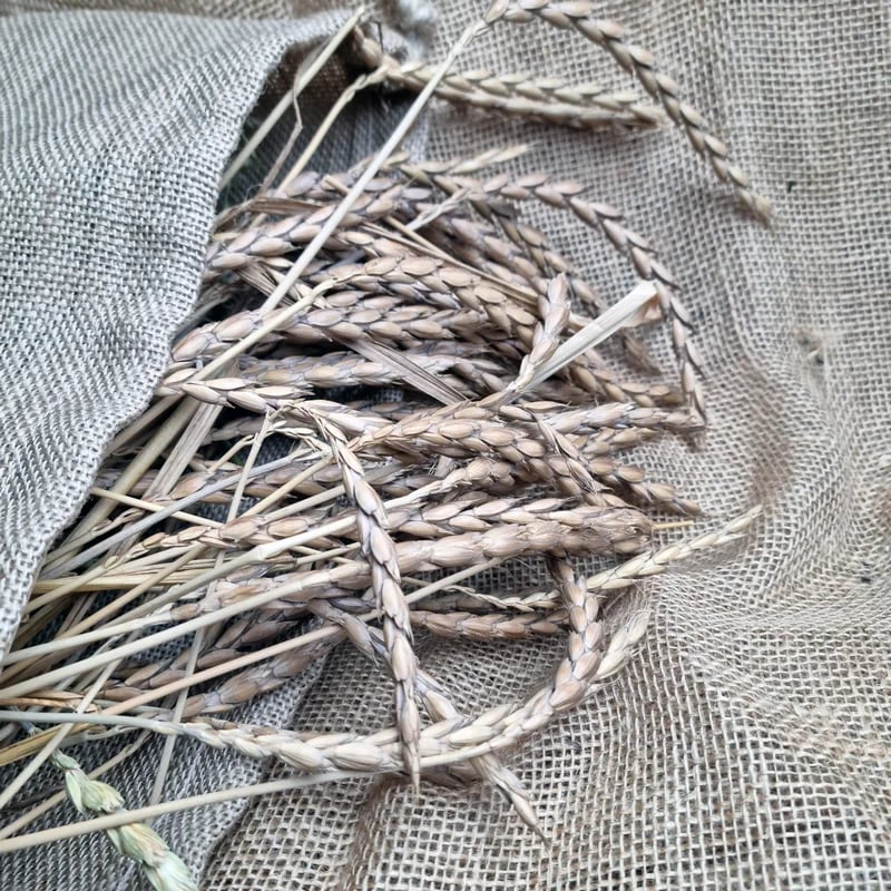 Épis d'épeautre 100G