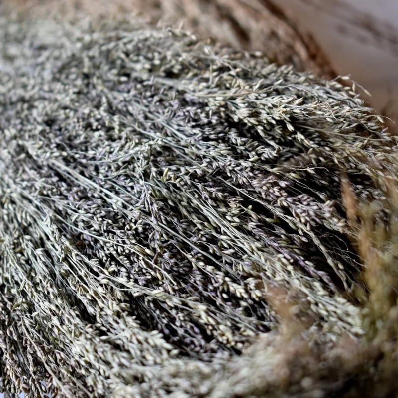 Épis de graminées 250G