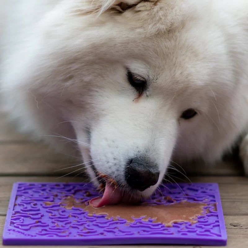 eMat Bones, Jouets pour chien, photo 3 sur 6