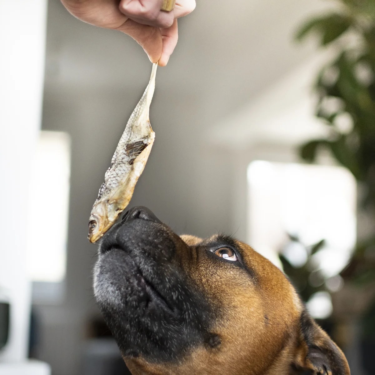 Gardon, Friandises pour chat, photo 3 sur 4