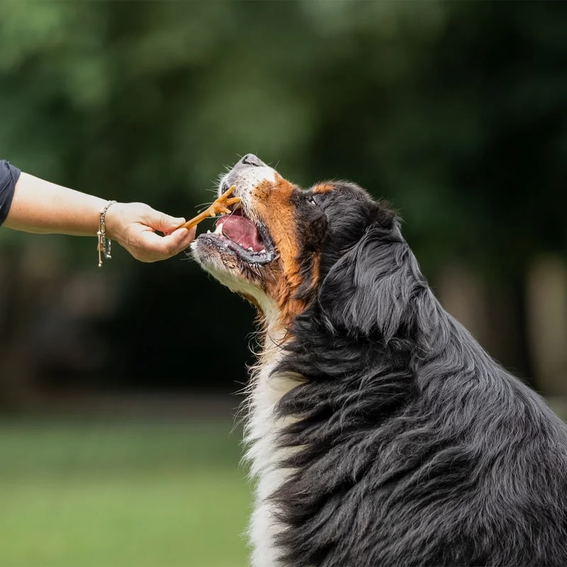 Pattes de poulet, Mastication pour chien, photo 2 sur 2