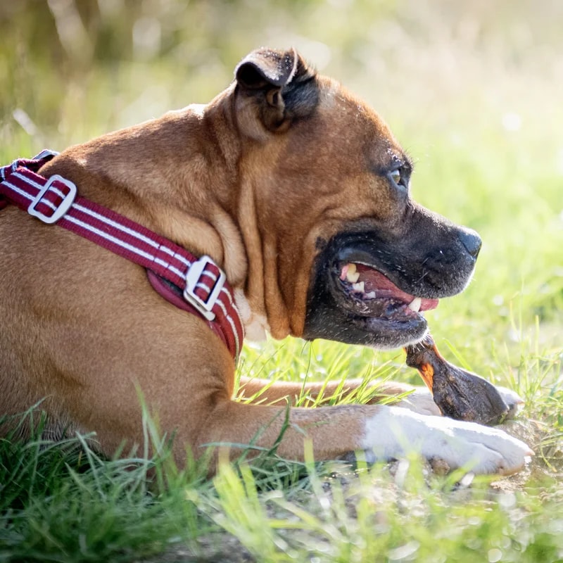 Peau de chameau, Mastication pour chien, photo 2 sur 3