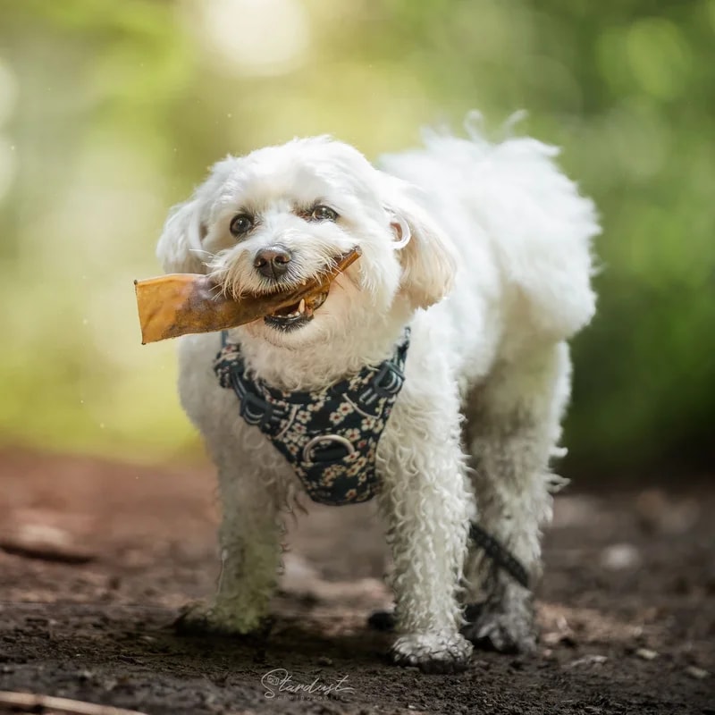 Peau de chameau, Mastication pour chien, photo 3 sur 3