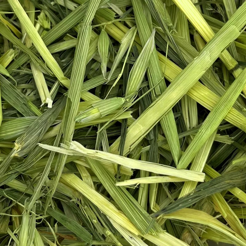 Avoine vert — Vrac pour lapin
