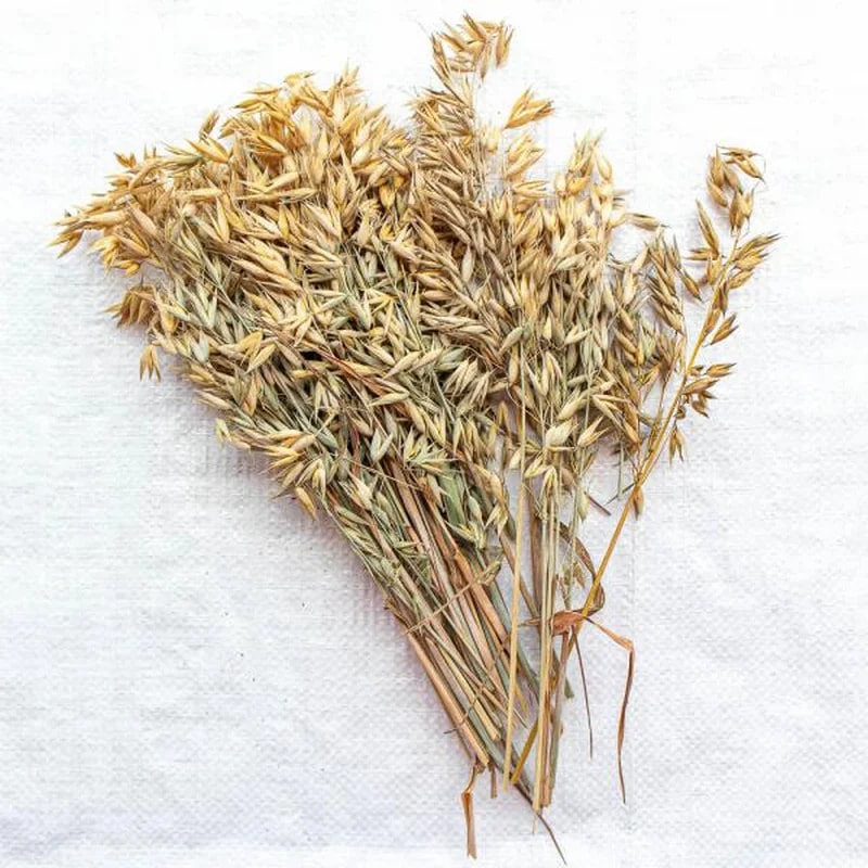Épis d'avoine 100G, Enrichissement pour hamster