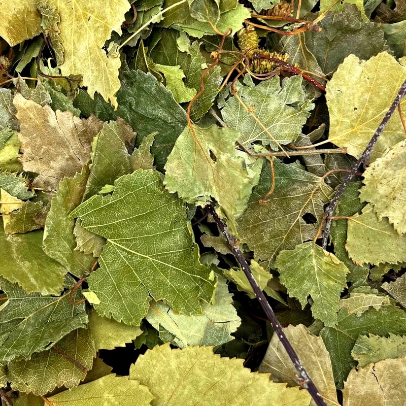Feuilles de bouleau, Vrac pour lapin