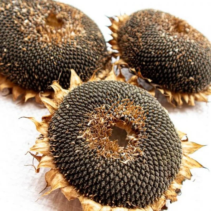 Tête de tournesol 100G, Enrichissement pour hamster