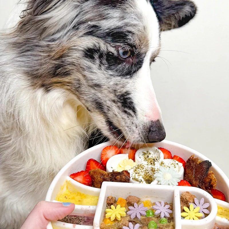 eBowl Café, Enrichissement pour chien, photo 2 sur 3