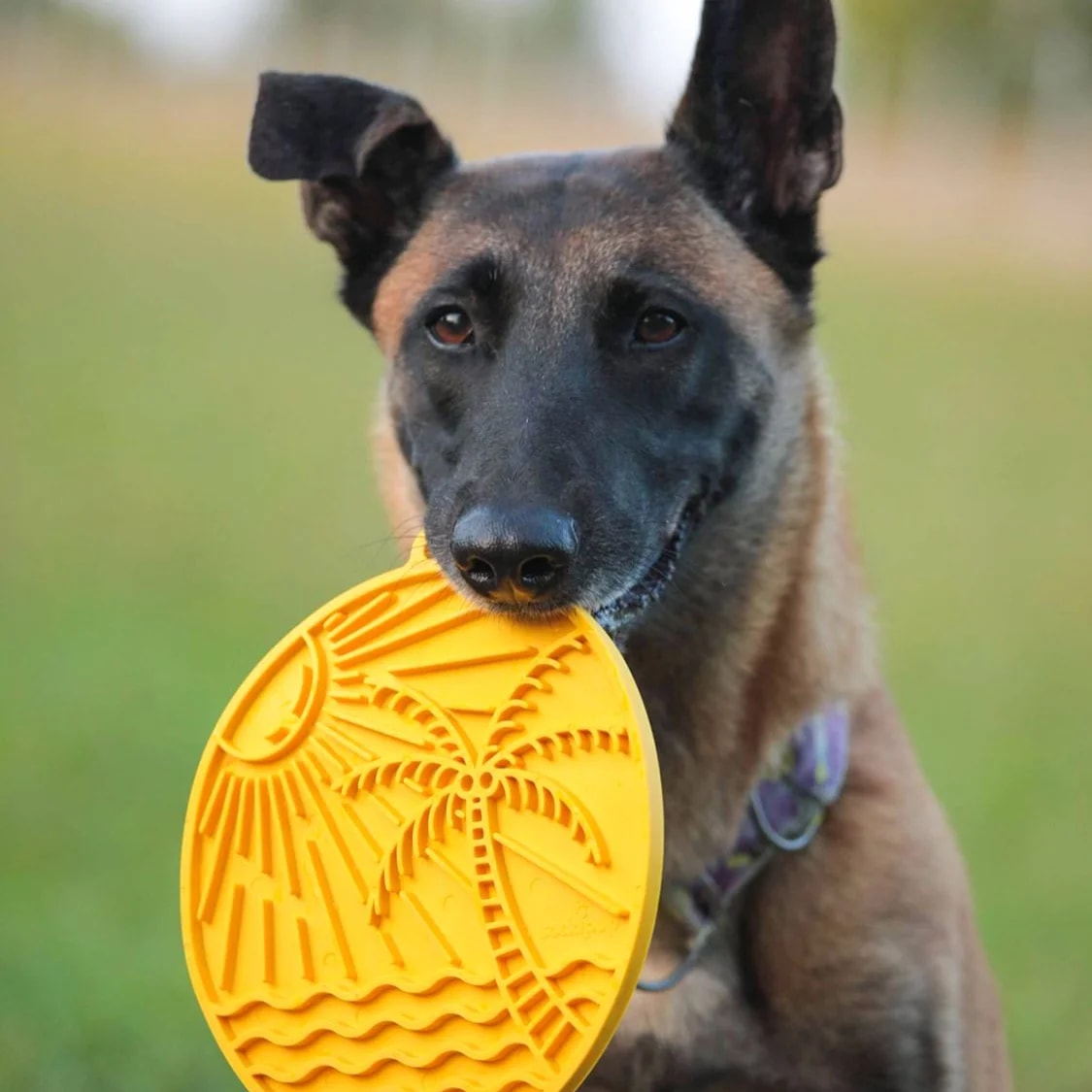 eMat Cocotier, Jouets pour chien, photo 2 sur 2