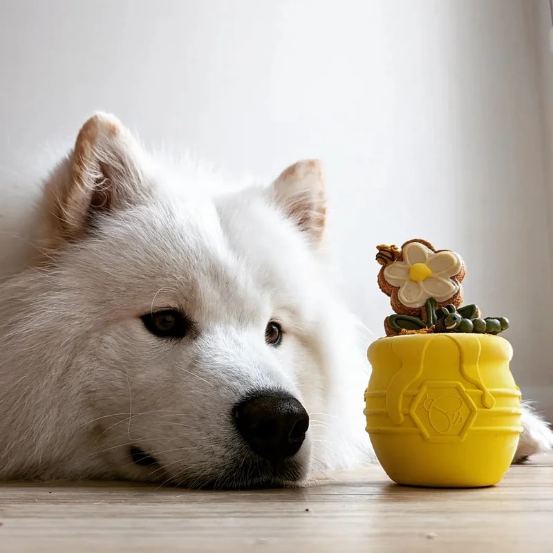 Pot de Miel, Jouets pour chien, photo 3 sur 5