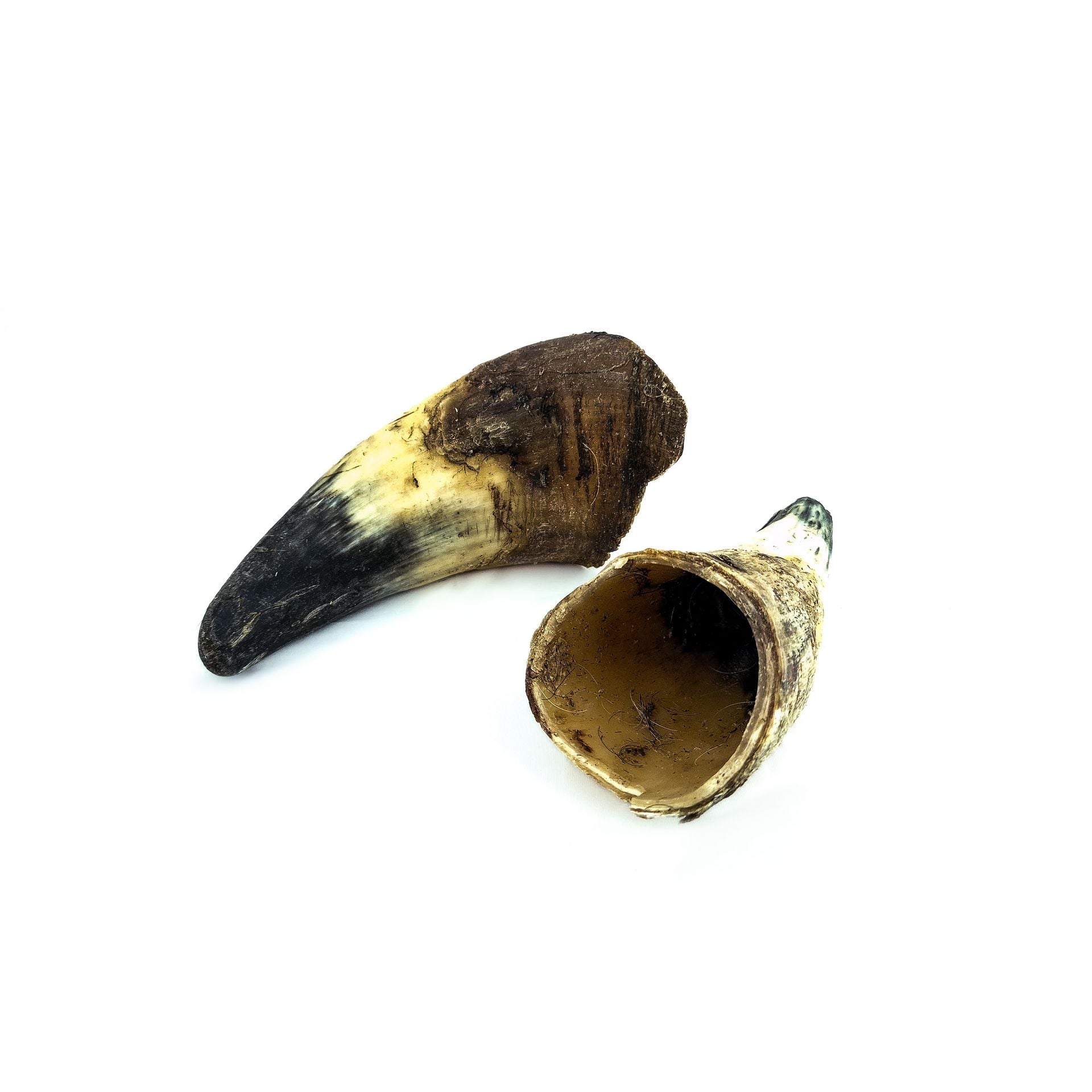 Corne de bœuf vide — Mastication pour chien, photo 1 sur 1