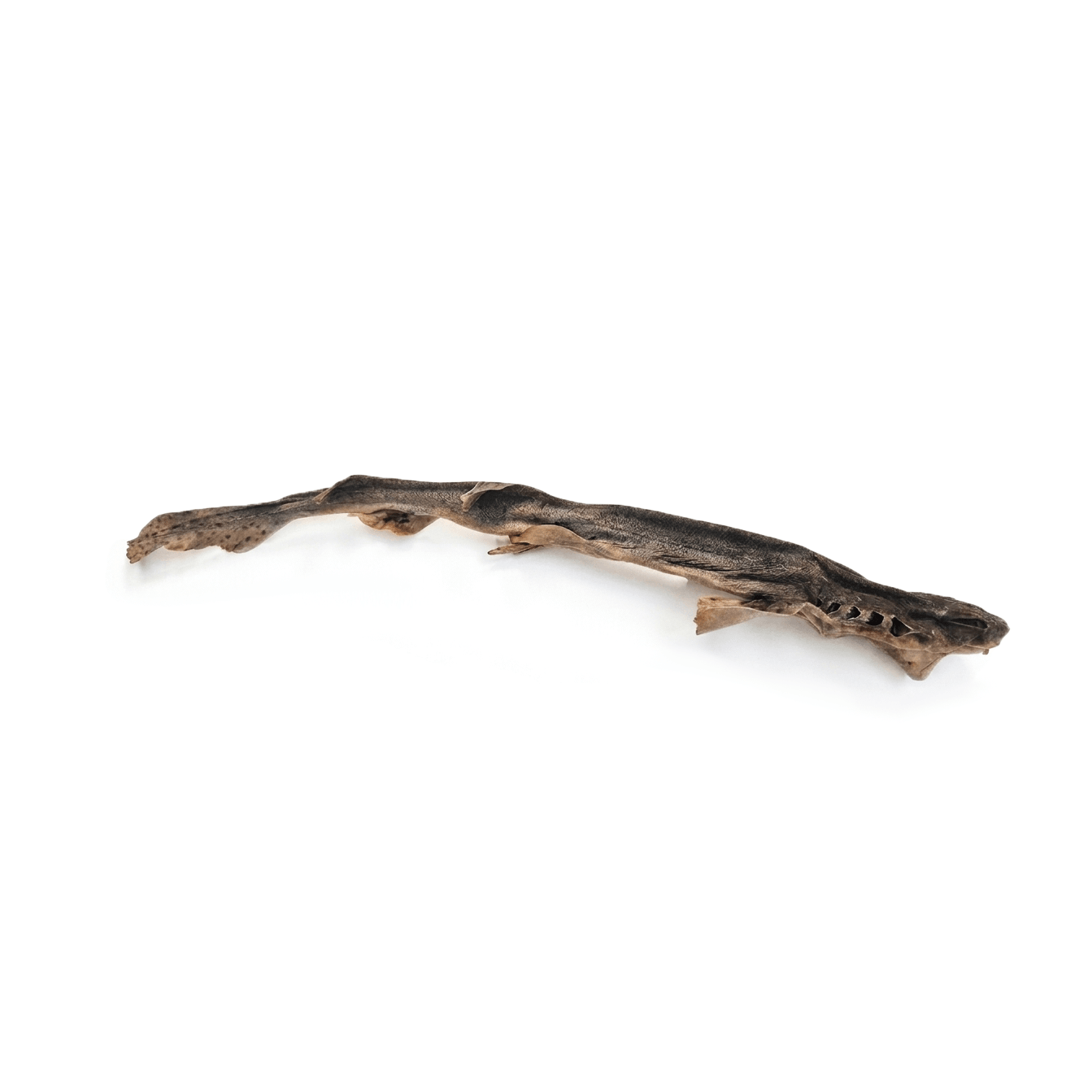 Roussette 50-60cm — Mastication pour chien