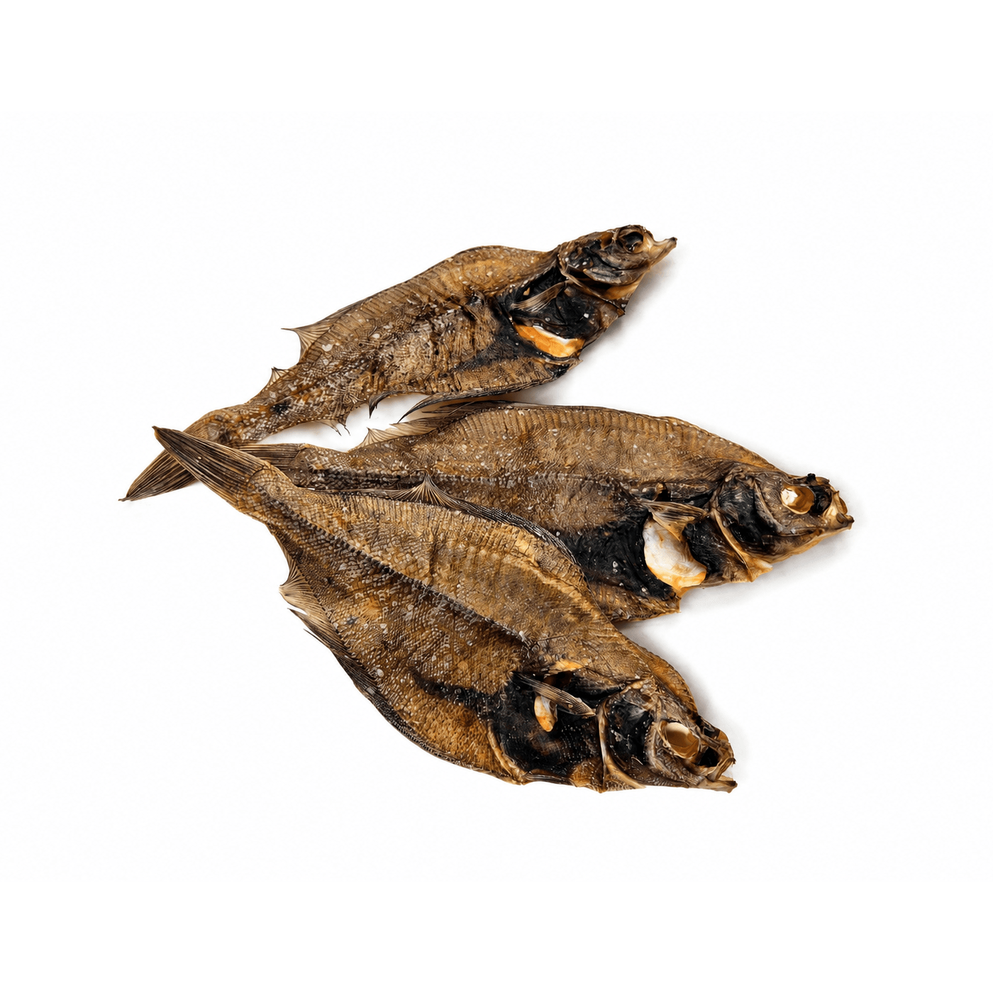 Limande commune — Mastication pour chien