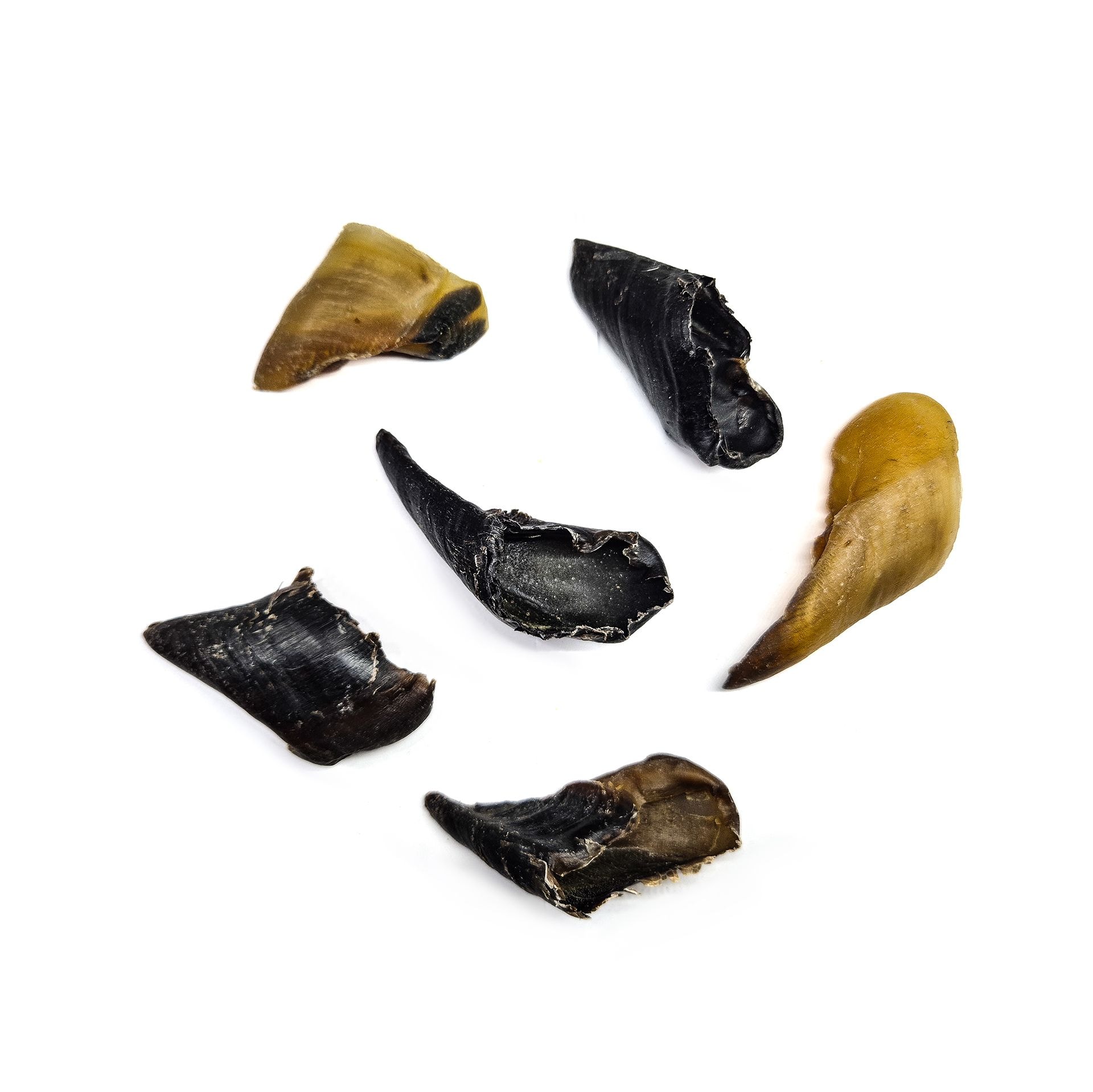 Sabot d'agneau, Mastication pour chien