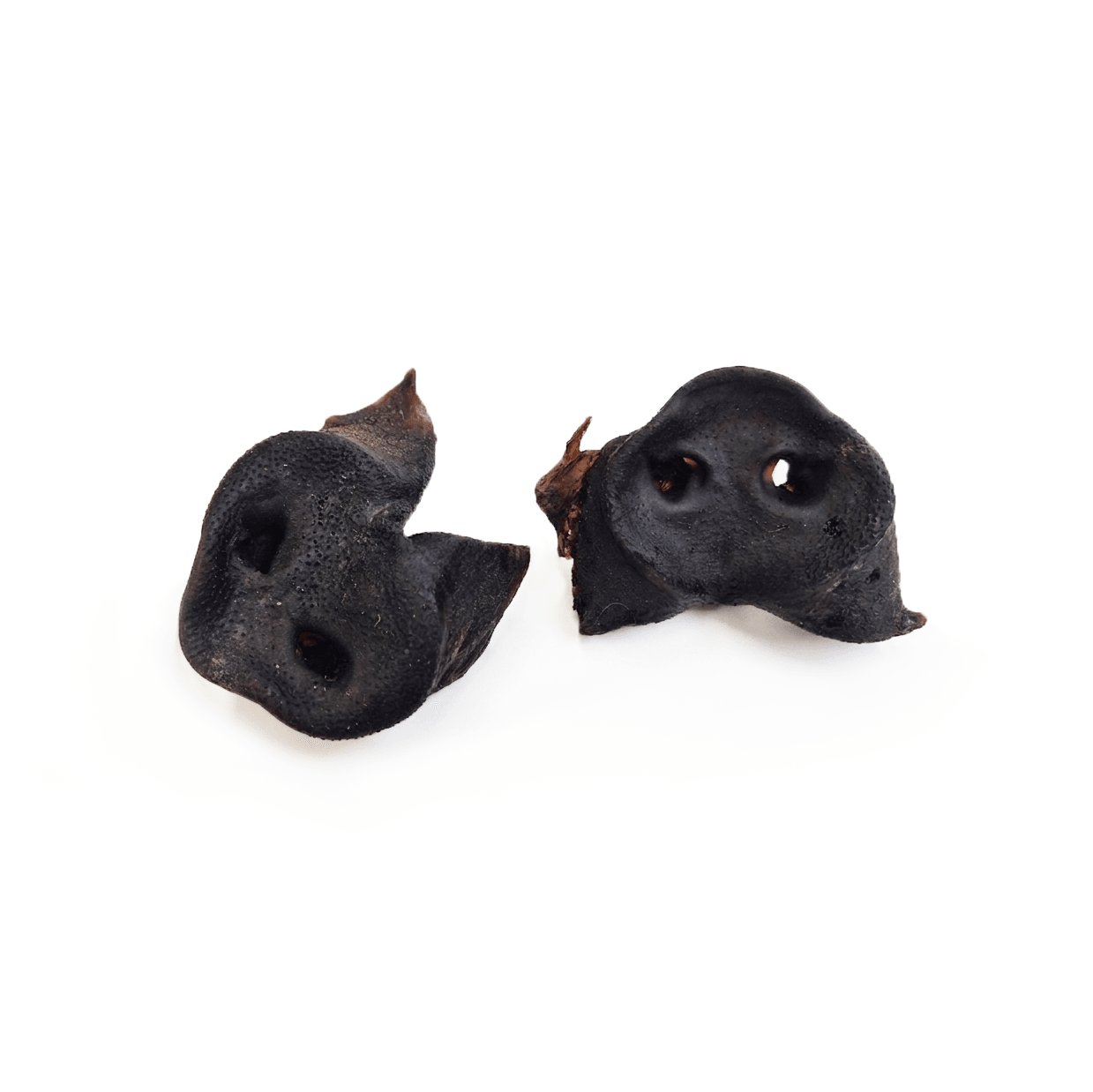 Groin de sanglier — Mastication pour chien