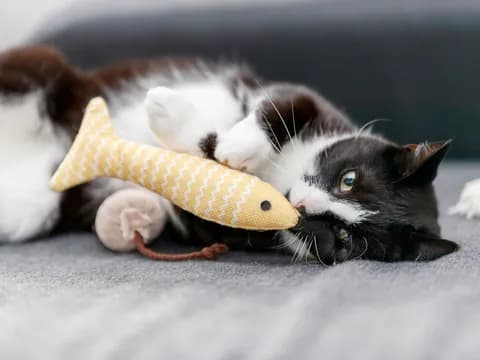 Jouets