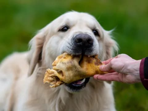 Mastication
