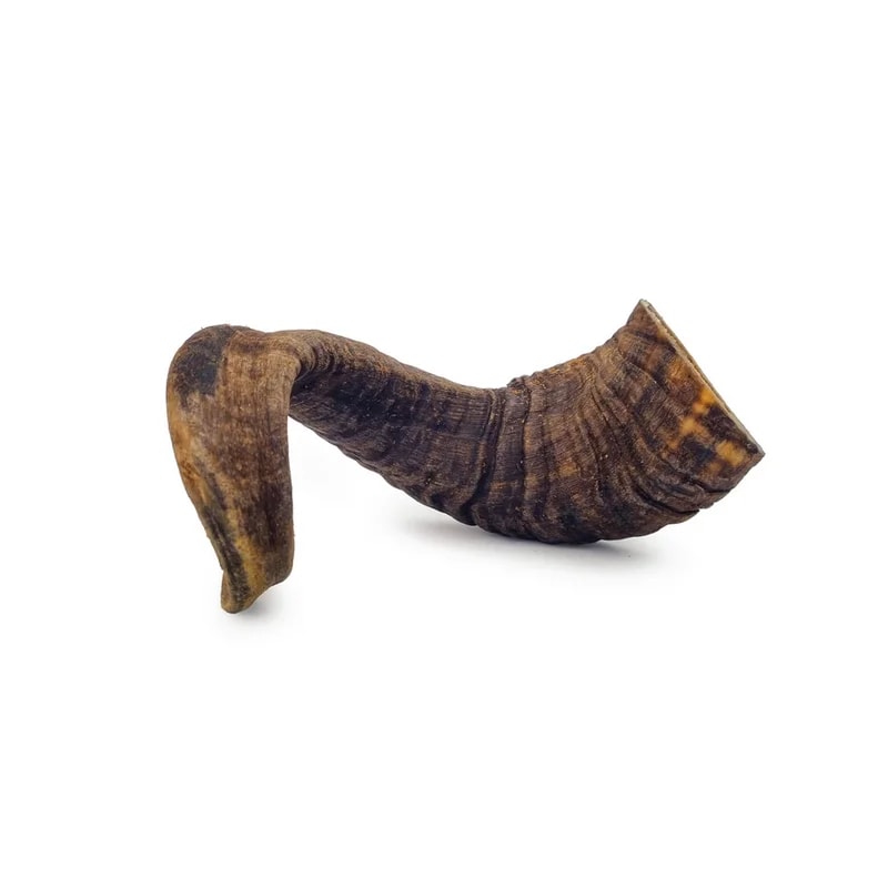Corne de mouton — Mastication pour chien