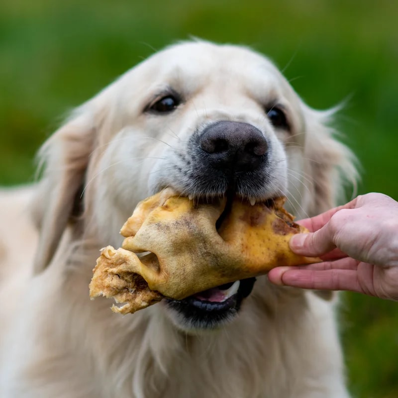 Museau de bœuf — Mastication pour chien, photo 2 sur 2