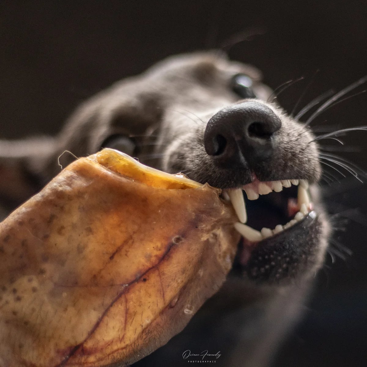 Oreilles de porc, Mastication pour chien, photo 3 sur 4