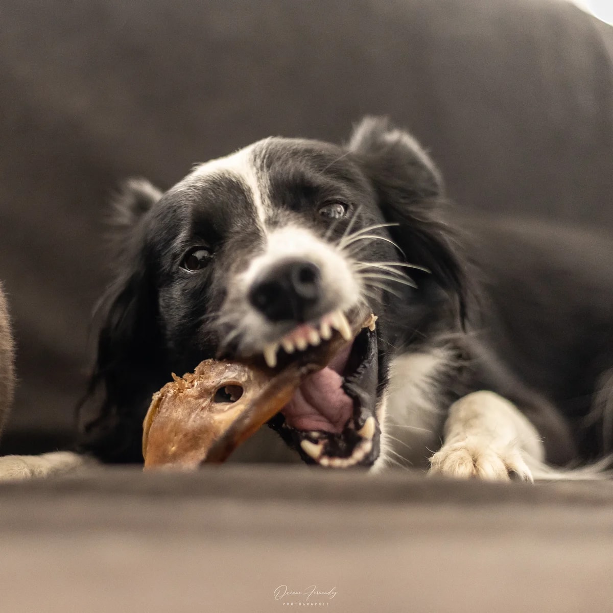 Oreilles de porc, Mastication pour chien, photo 4 sur 4
