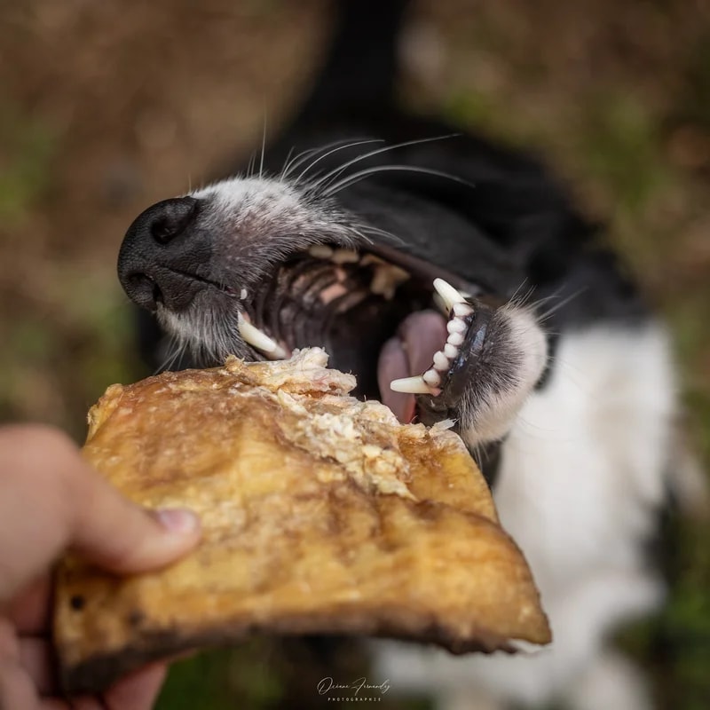 Plaque de bœuf, Mastication pour chien, photo 2 sur 3