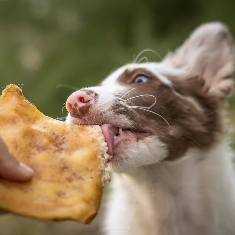 Plaque de bœuf, Mastication pour chien, photo 3 sur 3