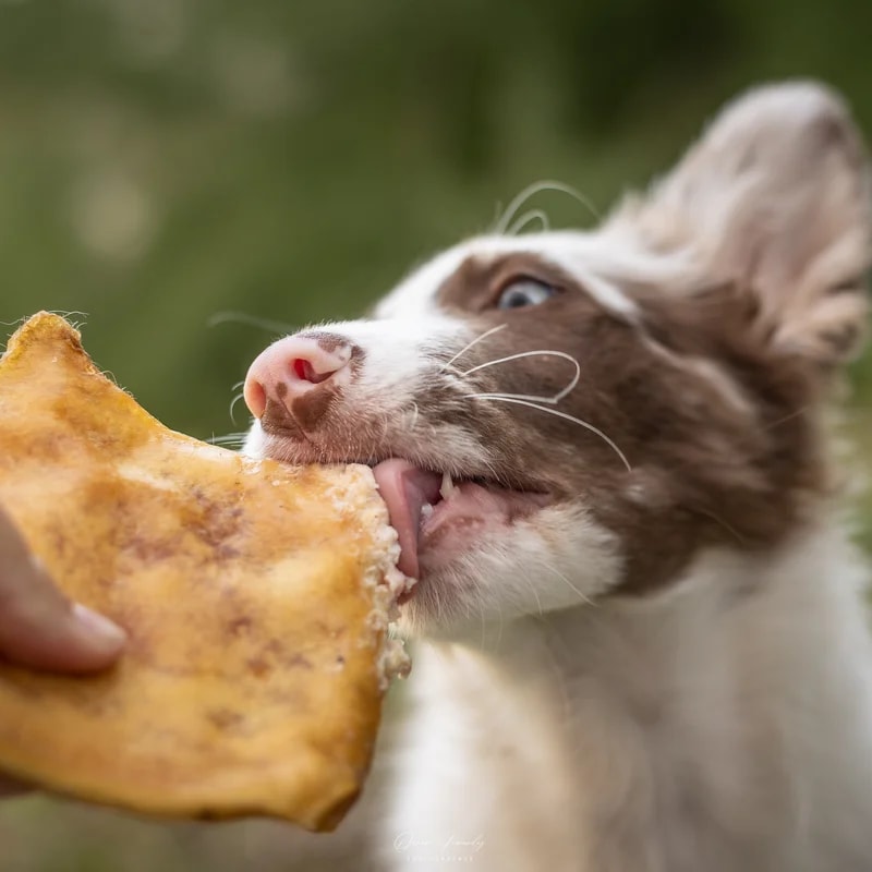 Plaque de bœuf, Mastication pour chien, photo 3 sur 3