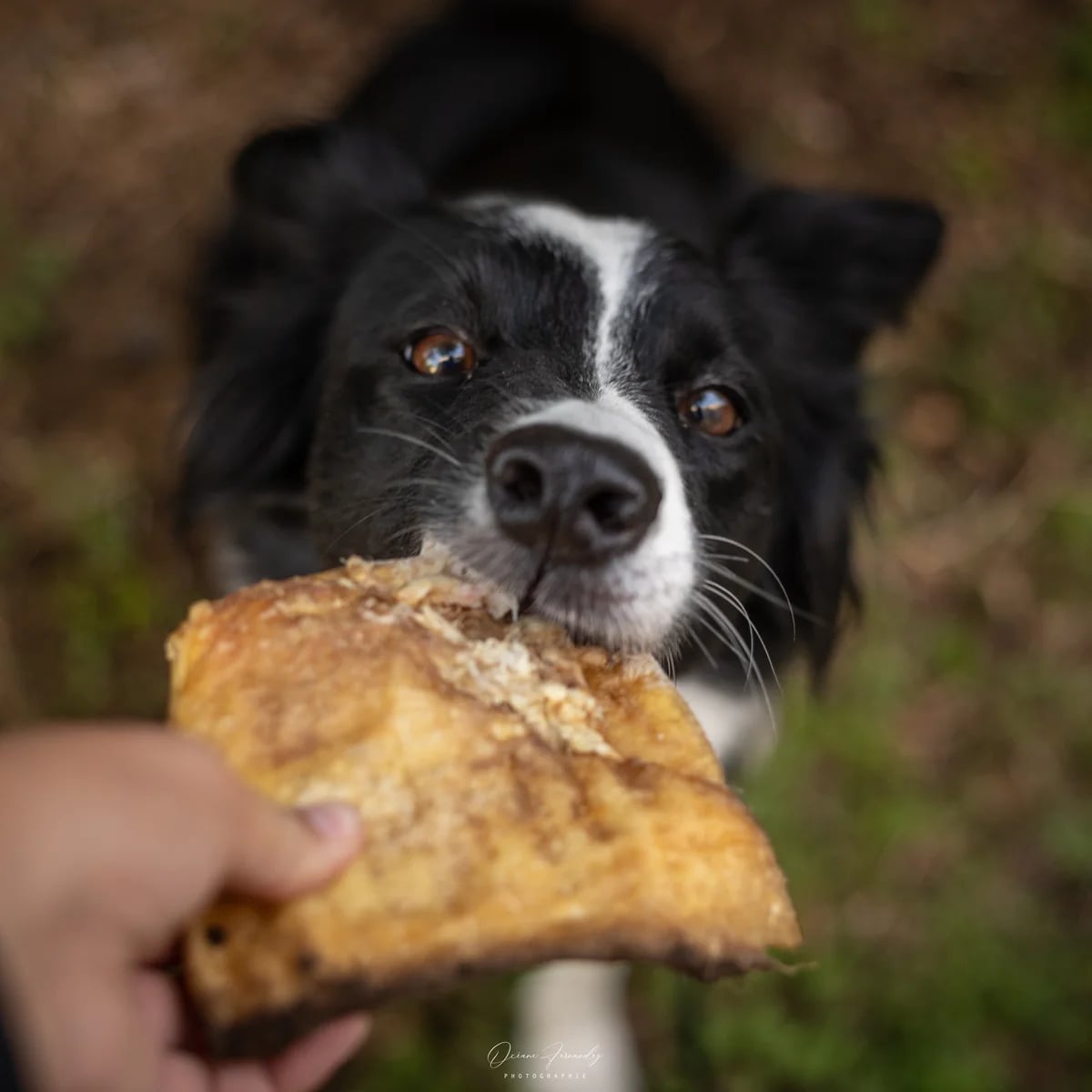 Plaque de bœuf, Mastication pour chien, photo 5 sur 5