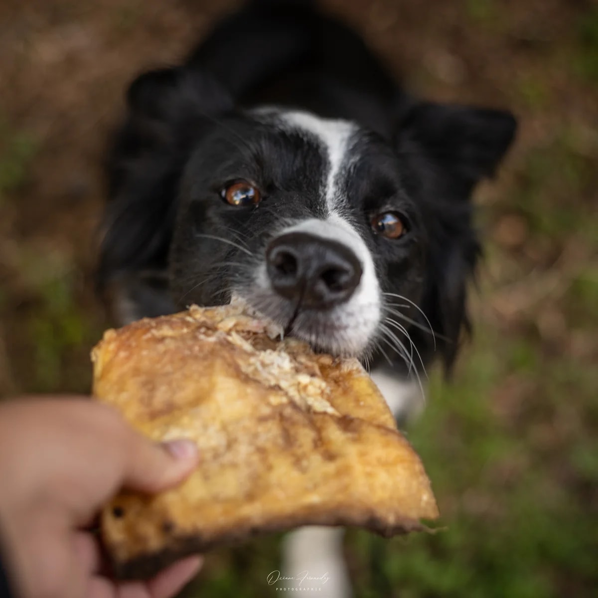 Plaque de bœuf, Mastication pour chien, photo 5 sur 5