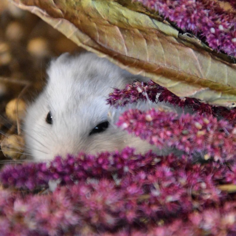 Épis d'amaranthe 100G — Enrichissement pour hamster, photo 2 sur 2