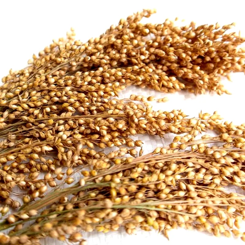 Épis de millet 250G — Enrichissement pour hamster