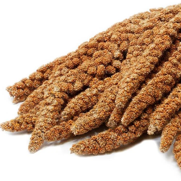 Épis de panis 250G, Enrichissement pour hamster