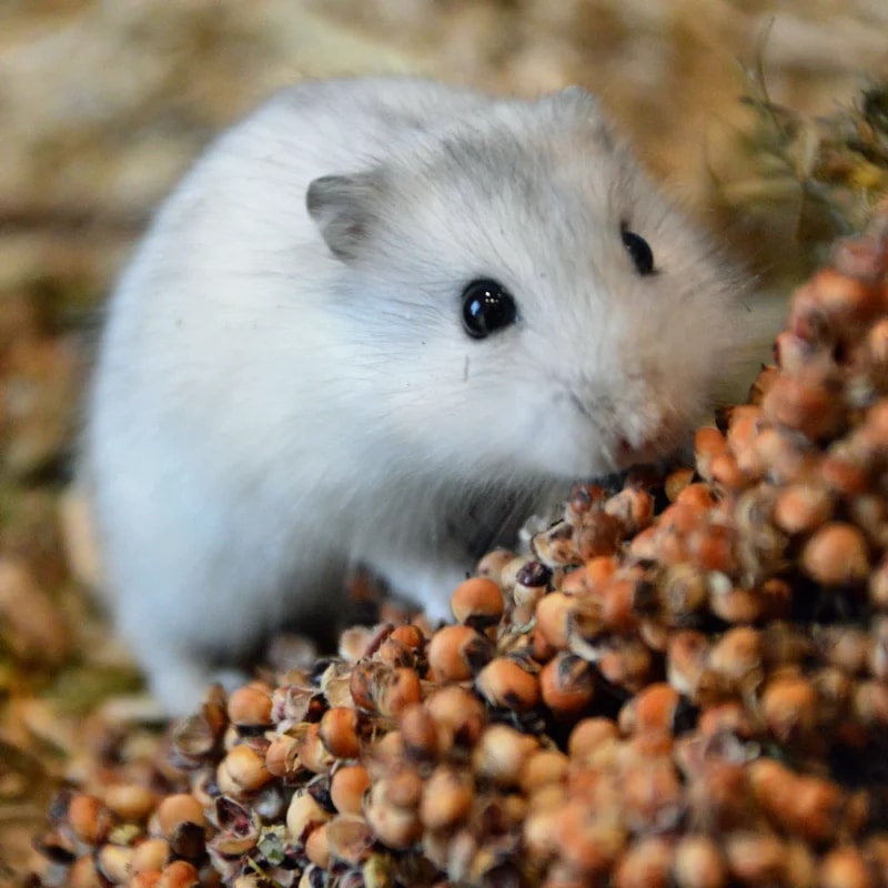 Épis de Sorgho roux 250G — Enrichissement pour hamster, photo 2 sur 2