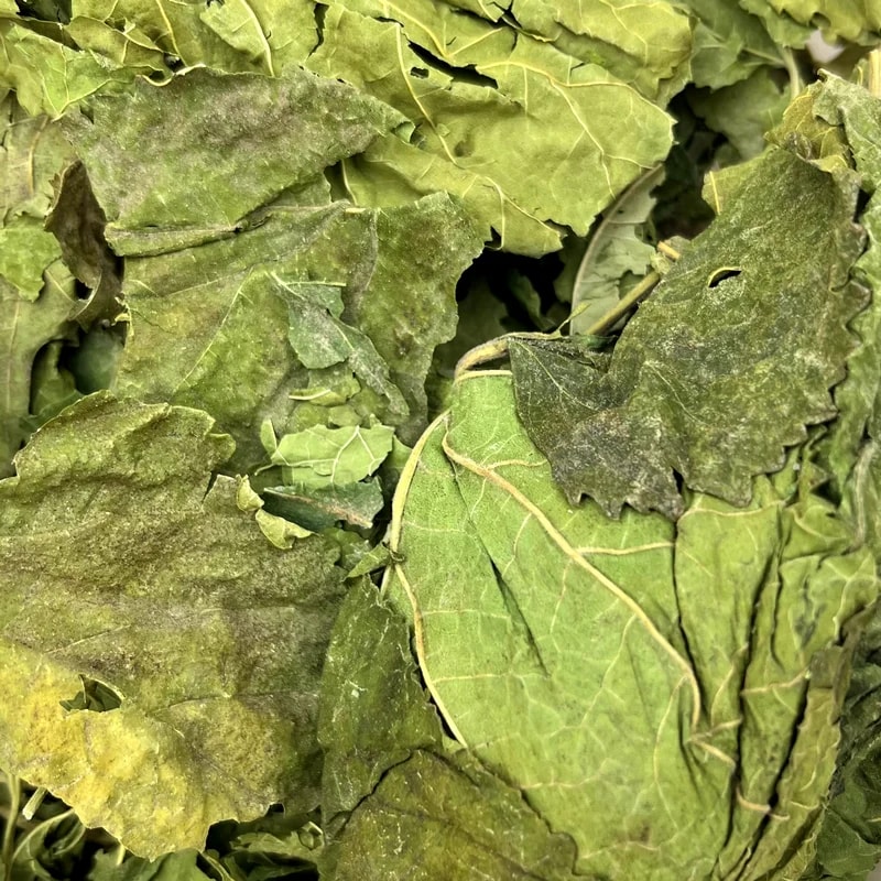 Feuilles de mûrier blanc, Vrac pour lapin