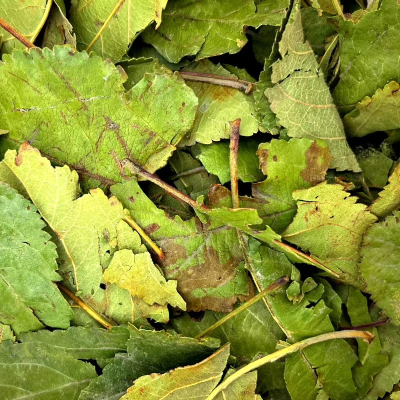 Feuilles de pommier, Vrac pour lapin