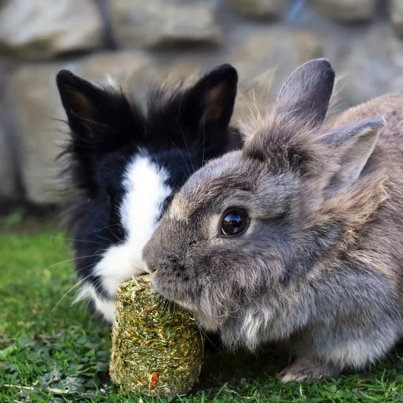 Pellets XXL Foin Pomme Carotte & Persil, Alimentation pour lapin, photo 2 sur 2