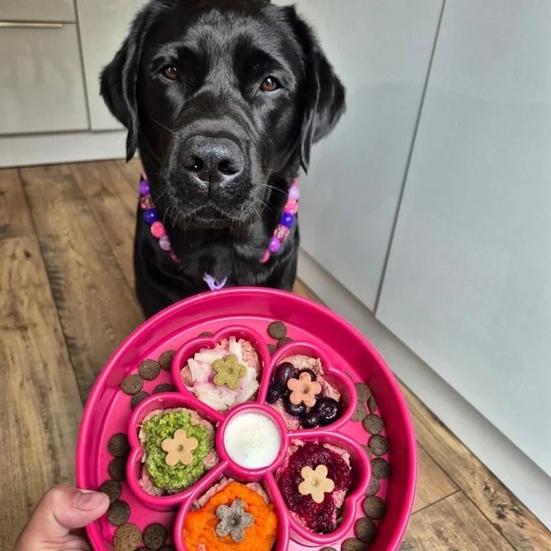 eBowl Fleurs, Jouets pour chien, photo 3 sur 3