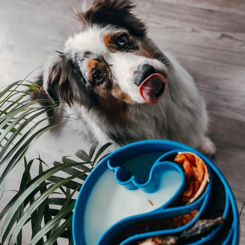 eBowl Vague — Tapis de fouille pour chien, photo 2 sur 3