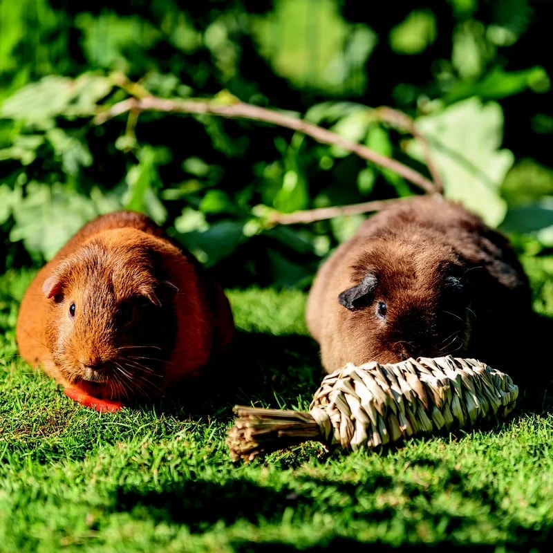 Carotte en herbe — Jouets pour rat, photo 2 sur 2