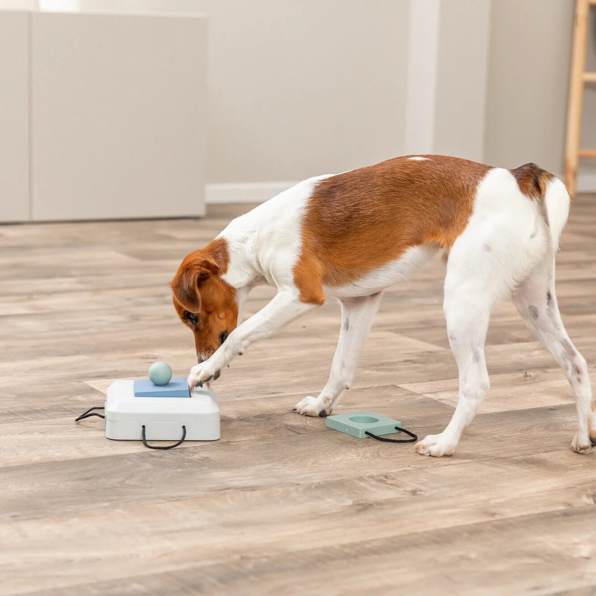Gamble Box, Jouets pour chien, photo 3 sur 5