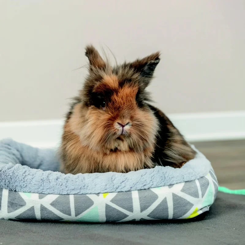 Lit douillet, Accessoires pour lapin, photo 2 sur 2