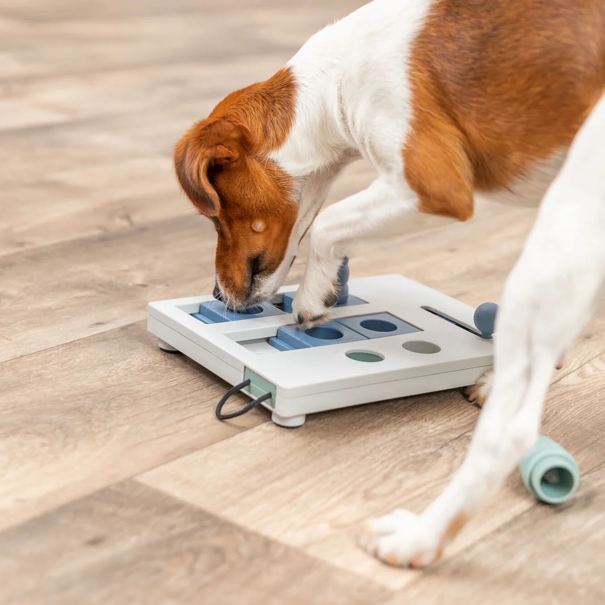 Mini Mover, Jouets pour chien, photo 3 sur 5