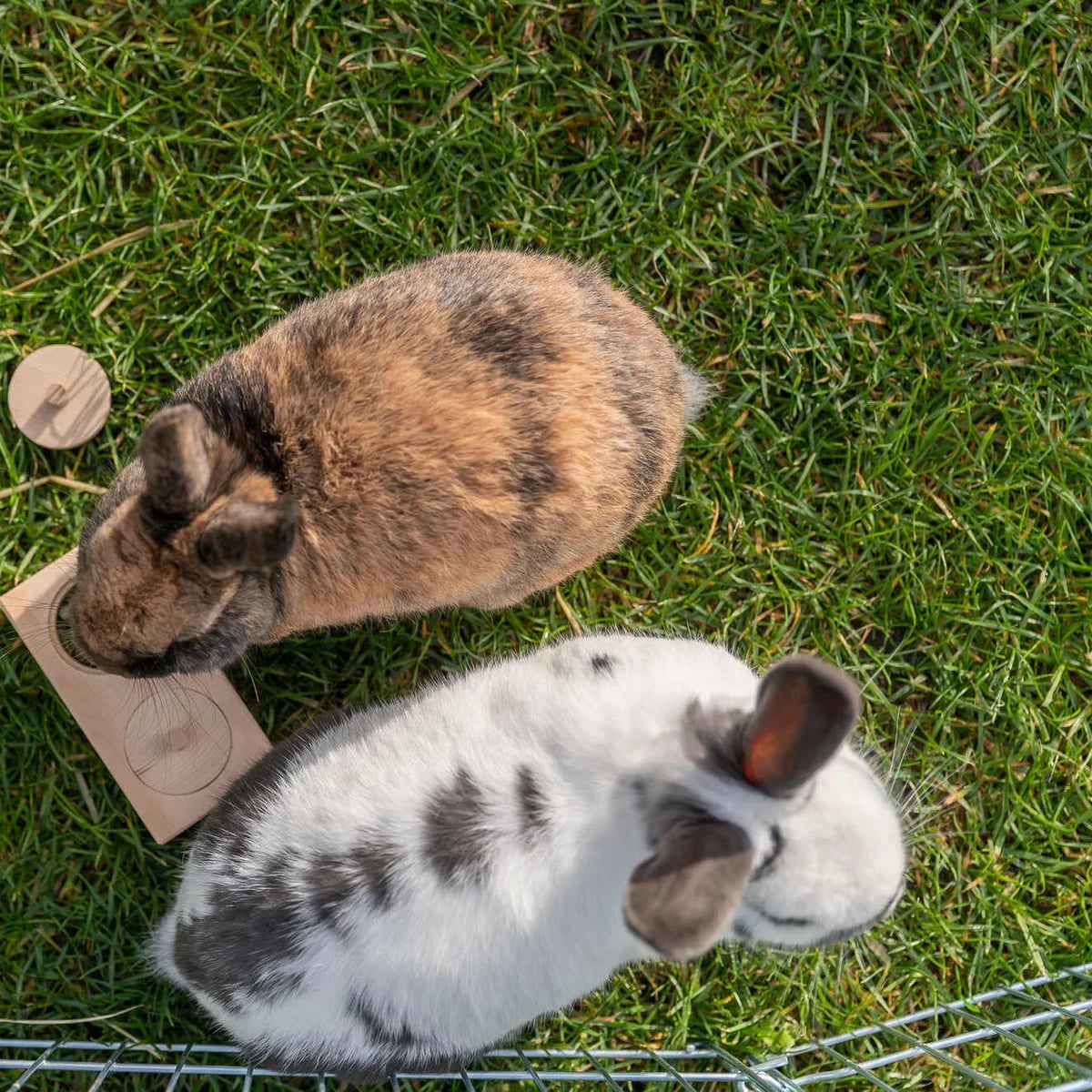 Snack Box, Jouets pour rat, photo 5 sur 5