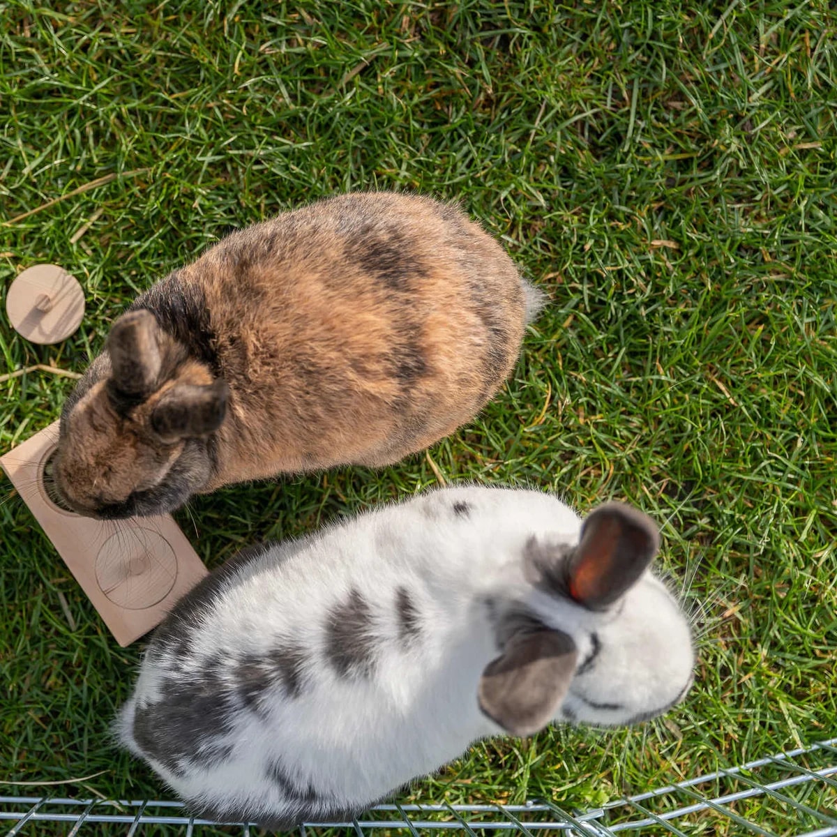 Snack Box, Jouets pour rat, photo 5 sur 5