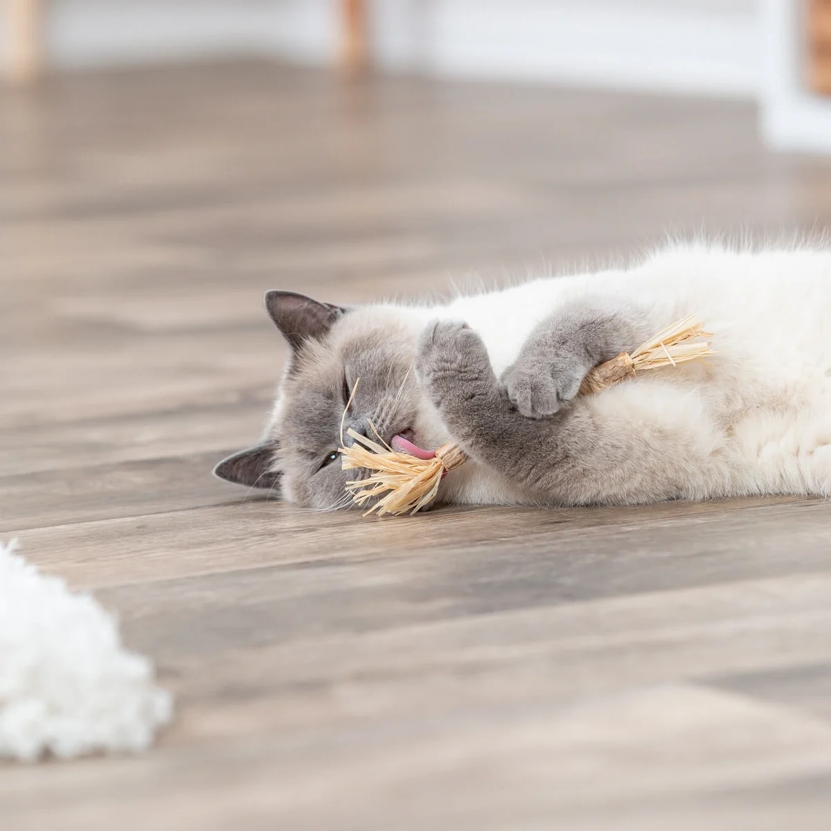 Stick en matatabi avec franges, Jouets pour chat, photo 2 sur 3