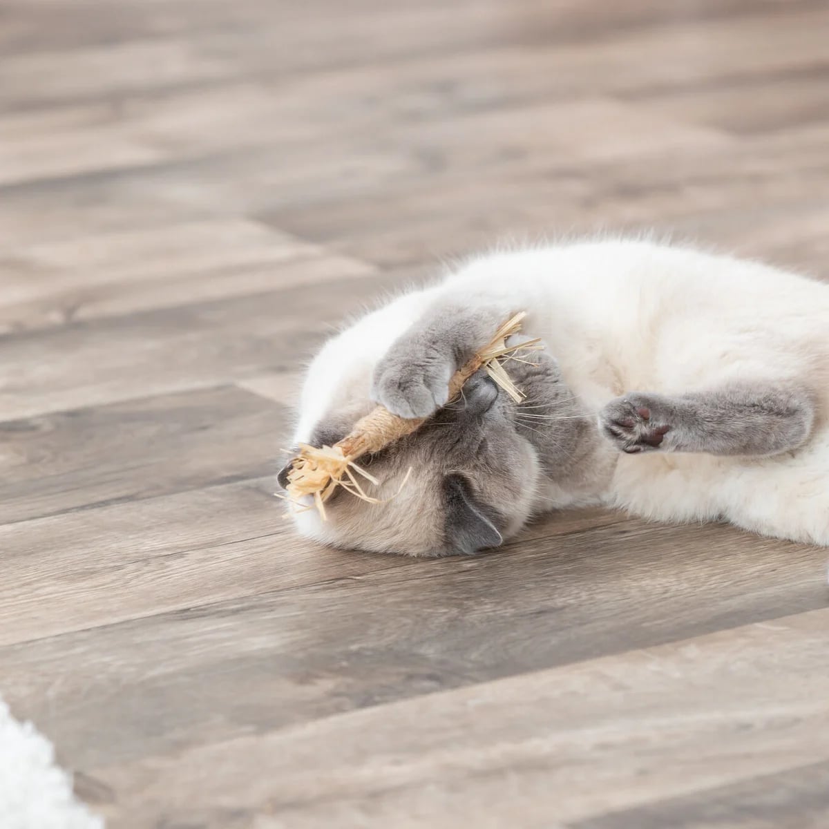 Stick en matatabi avec franges, Jouets pour chat, photo 3 sur 3